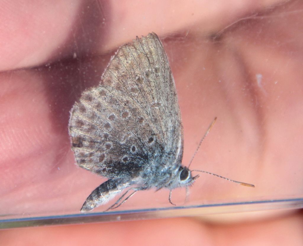 Lycaena da determinare